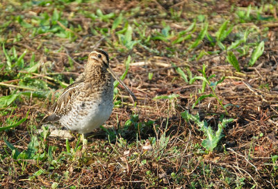 Watersnip / Common Snipe (de Oelemars)