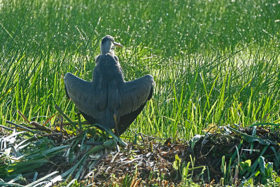 Blauwe Reiger / Grey Heron (Reeuwijk)