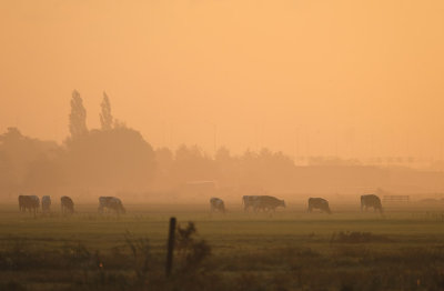 Zonsopkomst / Sunrise (Reeuwijk)