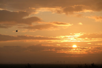 Zonsopkomst / Sunrise (Reeuwijk)