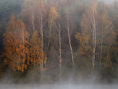 Ochtendmist bij de Oelemars / Misty morning