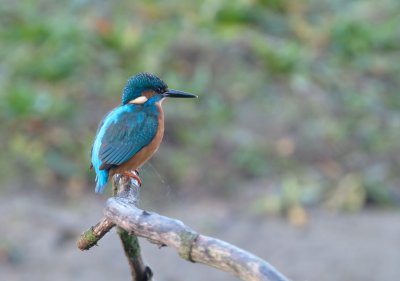 IJsvogel /Common Kingfisher (de Oelemars)