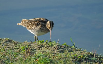 Watersnip / Common Snipe (de Oelemars)