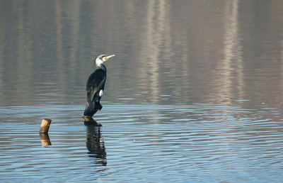 Aalscholver / Cormorant (de Oelemars-Losser)