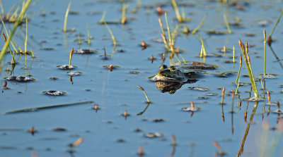 Groene kikker / Green Frog (Twickel)