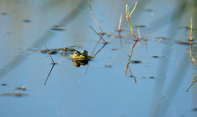 Groene kikker / Green Frog (Twickel)