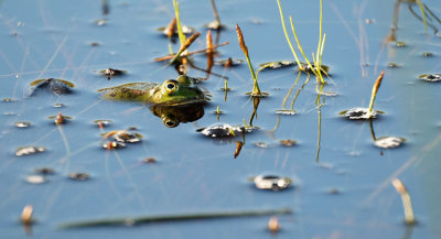 Groene kikker / Green Frog (Twickel)