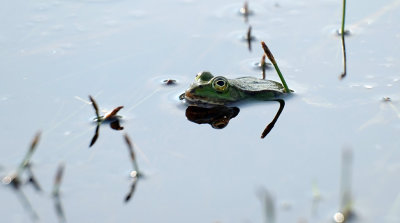 Groene kikker / Green Frog (Twickel)