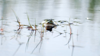 Groene kikker / Green Frog (Twickel)