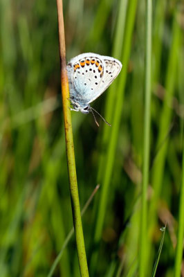 Heideblauwtje / Silver studded blue (Twickel)