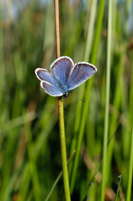 Heideblauwtje / Silver studded blue (Twickel)