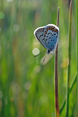 Heideblauwtje / Silver studded blue (Twickel)