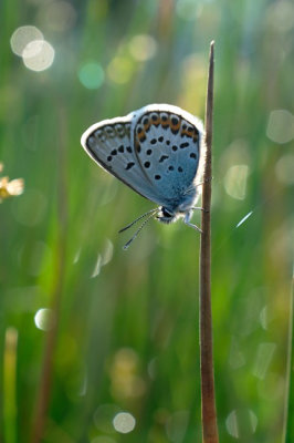 Heideblauwtje / Silver studded blue (Twickel)