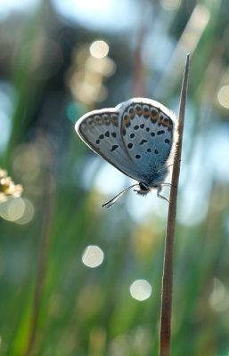 Heideblauwtje / Silver studded blue (Twickel)