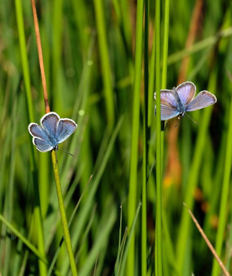 Heideblauwtje / Silver studded blue (Twickel)