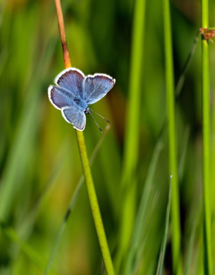 Heideblauwtje / Silver studded blue (Twickel)