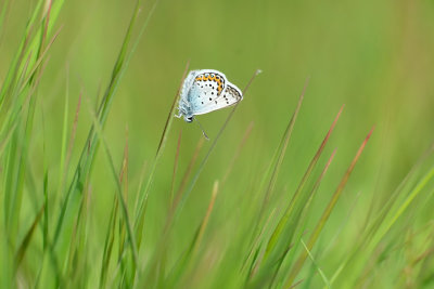 Heideblauwtje / Silver studded blue (Twickel)