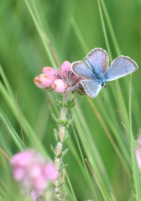 Heideblauwtje / Silver studded blue (Twickel)