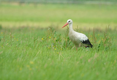 Ooievaar / White Stork (Ommen)