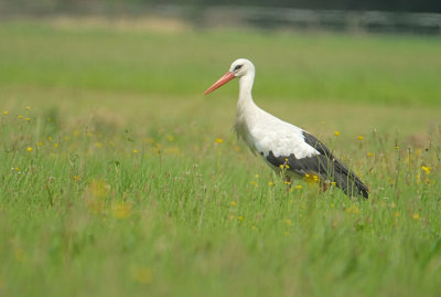 Ooievaar / White Stork (Ommen)