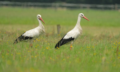 Ooievaar / White Stork (Ommen)