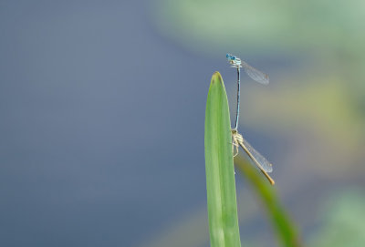 DSCF5923