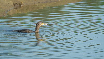 Aalscholver / Great Cormorant (Oelemars-Losser)