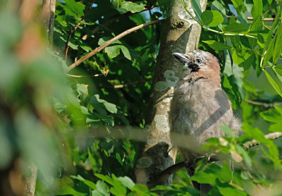 Gaai / Eurasian Jay (Amsterdam)