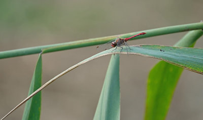 Heidelibel (Heythuysen-Brabant)