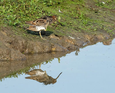 Watersnip / Common Snipe (de Oelemars-Losser)