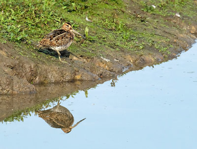 Watersnip / Common Snipe (de Oelemars-Losser)