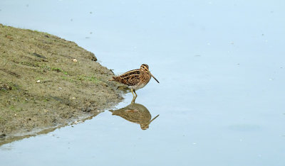 Watersnip / Common Snipe (de Oelemars-Losser)