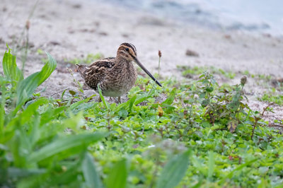 Watersnip / Common Snipe (de Oelemars-Losser)