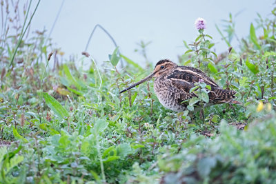 Watersnip / Common Snipe (de Oelemars-Losser)