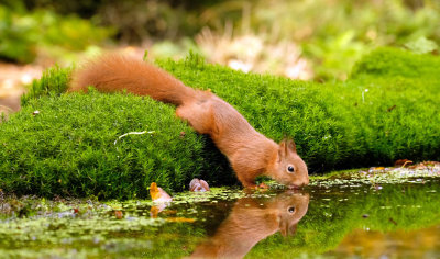 Eekhoorn / Squirrel (Hut Espelo)