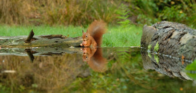 Eekhoorn / Squirrel (Hut Espelo)