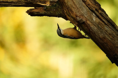 Boomklever / Eurasian Nuthatch (Hut Espelo)