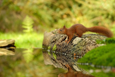 Eekhoorn / Squirrel (Hut Espelo)