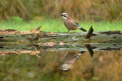 Gaai / Eurasian Jay (Hut Espelo)