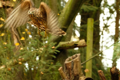 Havik (Juveniel) / Northern Goshawk (Hut Espelo)