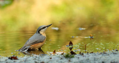 Boomklever / Eurasian Nuthatch (Hut Espelo)