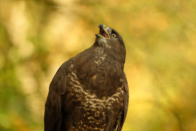 Buizerd / Common Buzzard (Hut Espelo)