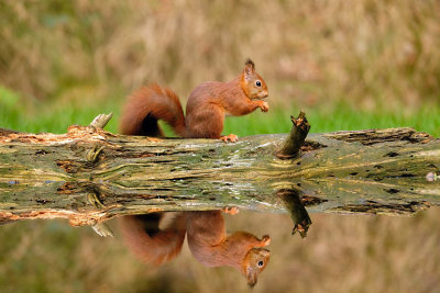 Eekhoorn / Squirrel (Hut Espelo)