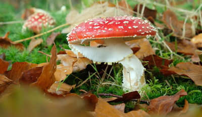 Vliegenzwam / Fly Agaric (Twickel)