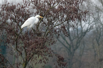 Grote Zilverreiger / Western Great Egret (Hengelo-Laurapark)