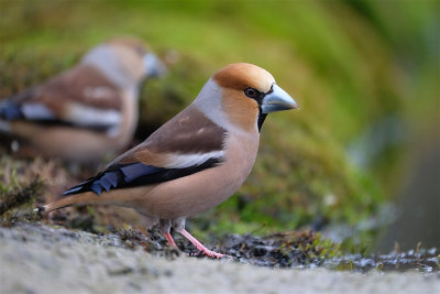 Appelvink / Hawfinch (hut Arjan Troost)