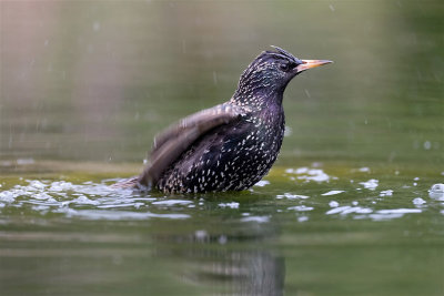 Spreeuw / Common Starling (hut Arjan Troost)