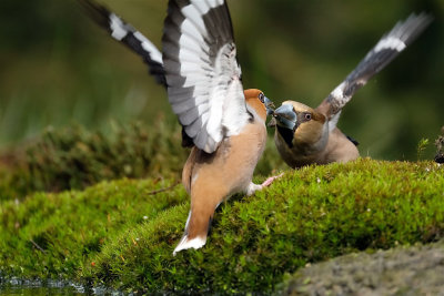 Appelvink / Hawfinch (hut Arjan Troost)