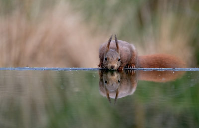 Eekhoorn / Squirrel (hut Arjan Troost)