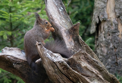 Eekhoorn / Squirrel (hut Arjan Troost)